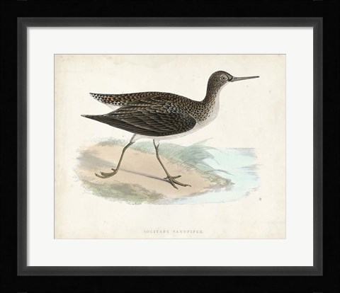 Framed Sandpiper VII Print