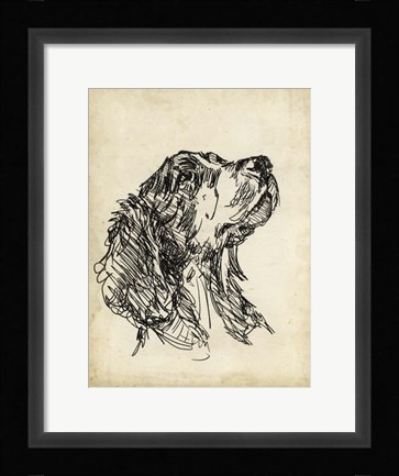 Framed Breed Studies VII Print