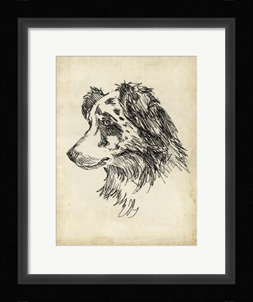 Framed Breed Studies XI Print