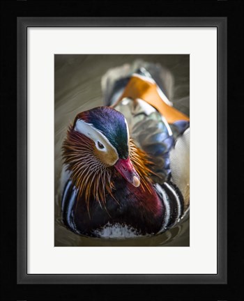 Framed Manderin Print