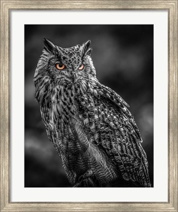 Framed Wise Owl 2  Black &amp; White Print
