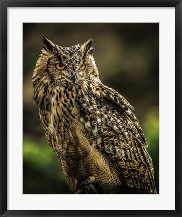 Framed Wise Owl 2 Print