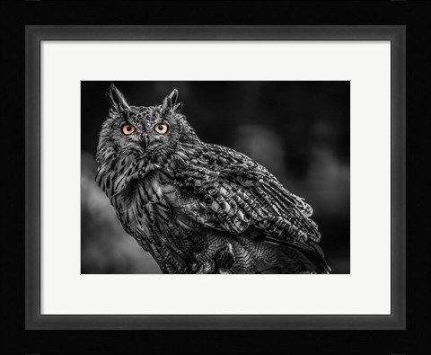 Framed Wise Owl 3 Black &amp; White Print