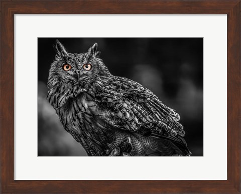 Framed Wise Owl 3 Black &amp; White Print