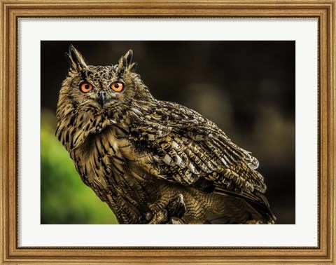 Framed Wise Owl 3 Print