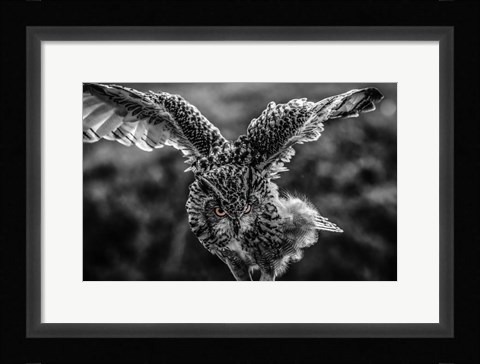 Framed Wise Owl 4 Black &amp; White Print