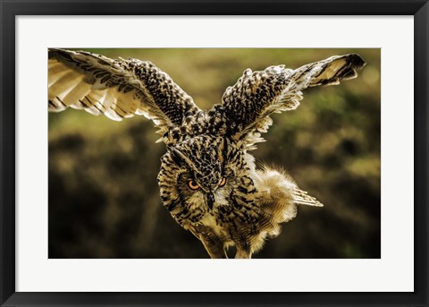 Framed Wise Owl 4 Print
