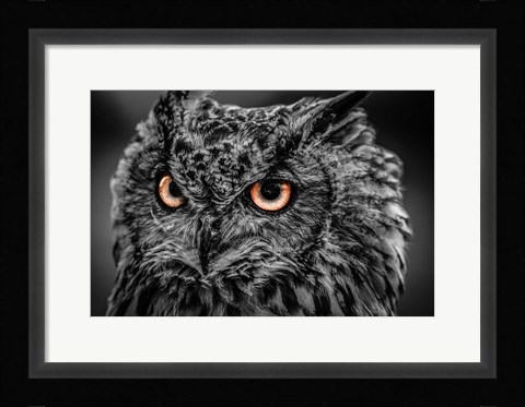 Framed Wise Owl 5 Black &amp; White Print