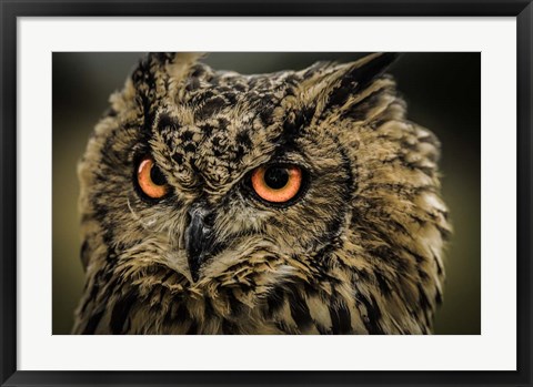 Framed Wise Owl 5 Print