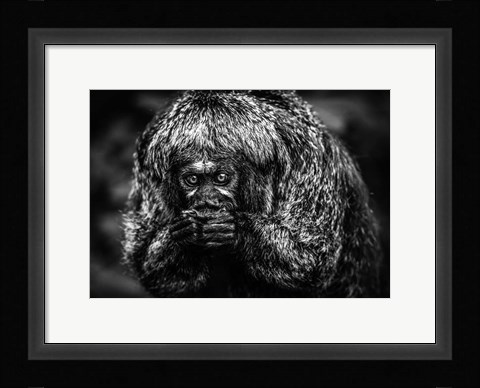 Framed Little Monkey Black &amp; White Print
