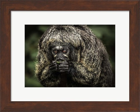 Framed Little Monkey Eating Print