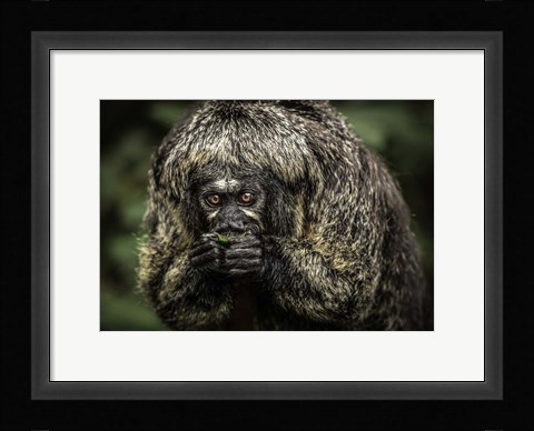Framed Little Monkey Eating Print
