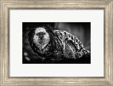 Framed Little Cute Monkey Black &amp; White Print