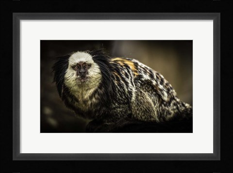 Framed Little Cute Monkey Print