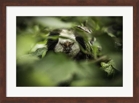 Framed Little Monkey hiding Print