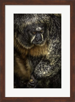 Framed Little Monkey 2 Print