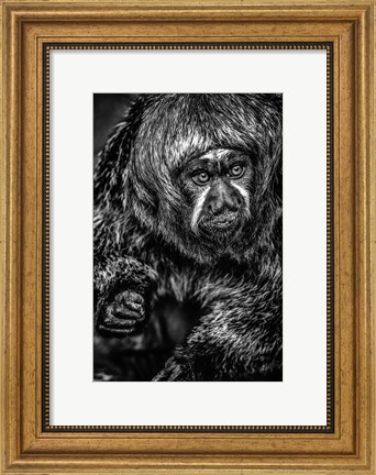 Framed Little Monkey 3 Black &amp; White Print