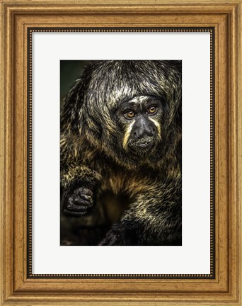 Framed Little Monkey 3 Print