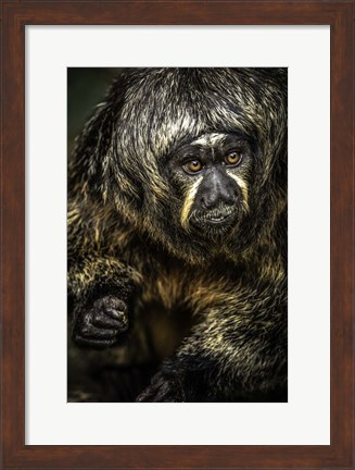 Framed Little Monkey 3 Print