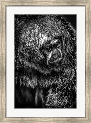 Framed Little Monkey 4 Black &amp; White Print
