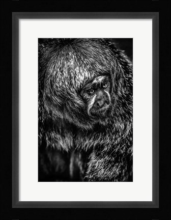 Framed Little Monkey 4 Black &amp; White Print