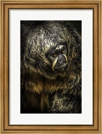 Framed Little Monkey 4 Print