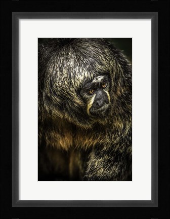 Framed Little Monkey 4 Print
