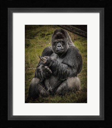 Framed Male Gorilla Black Print
