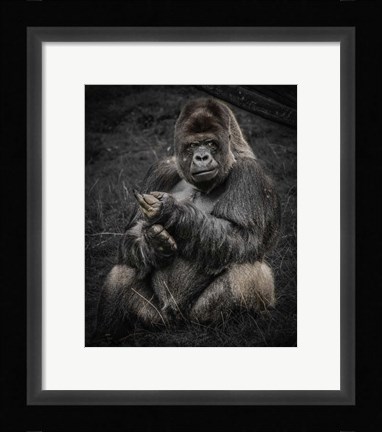 Framed Male Gorilla Print