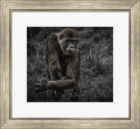 Framed Gorillas Print