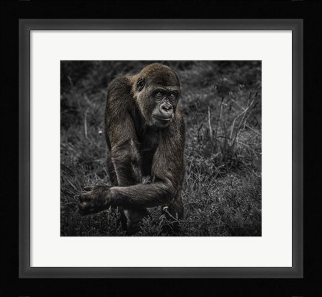 Framed Gorillas Print
