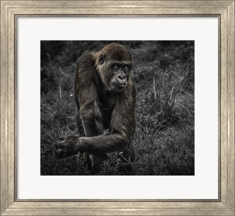 Framed Gorillas Print