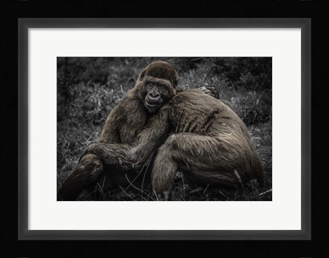 Framed Gorillas 2 Print