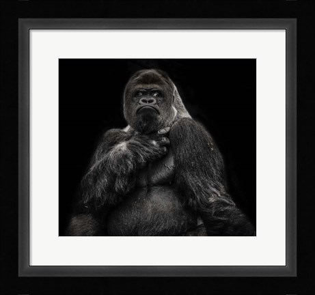 Framed Male Gorilla 2 Black Print