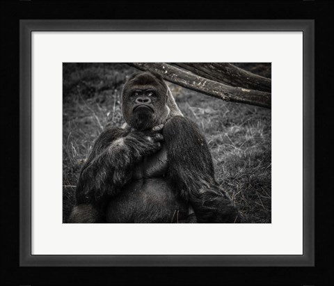 Framed Male Gorilla 2 Black Print