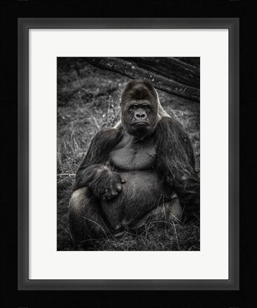 Framed Male Gorilla 3 Print