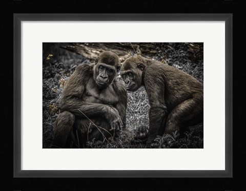 Framed Gorillas 3 Print