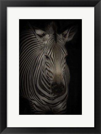 Framed Zebra 3 Print