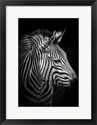 Framed Zebra 4 Black &amp; White Print