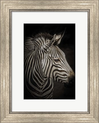 Framed Zebra 4 Print