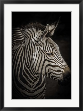 Framed Zebra 4 Print