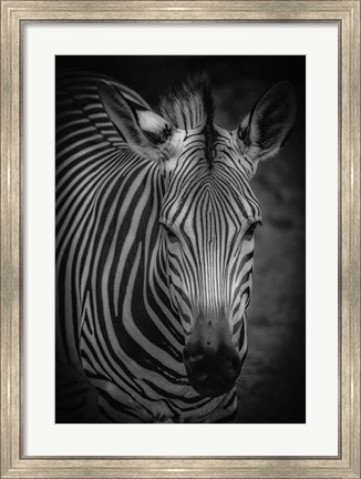 Framed Zebra 5 Black &amp; White Print