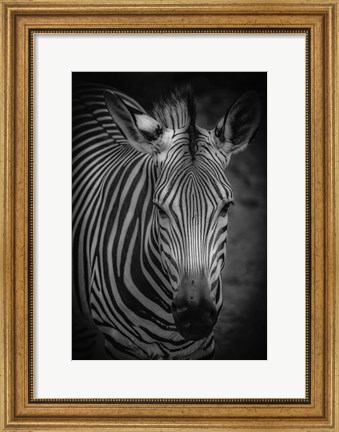 Framed Zebra 5 Black &amp; White Print