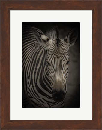 Framed Zebra 5 Print