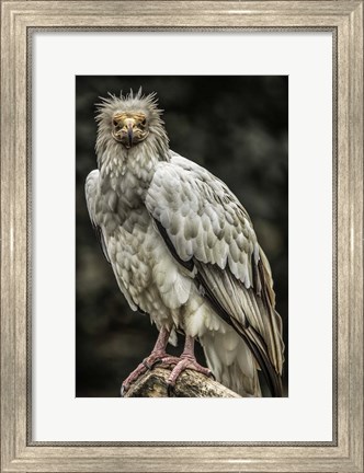 Framed White Vulture Print
