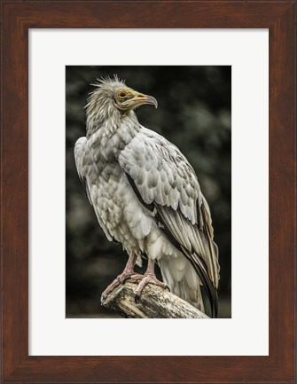 Framed White Vulture 2 Print