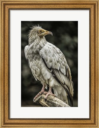 Framed White Vulture 2 Print