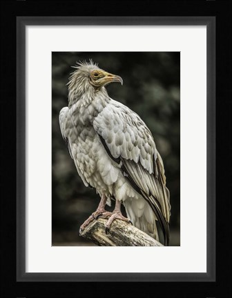 Framed White Vulture 2 Print