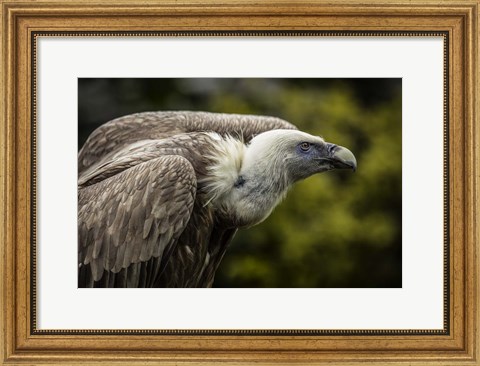 Framed Vulture 3 Print