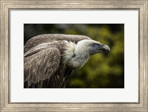 Framed Vulture 3 Print